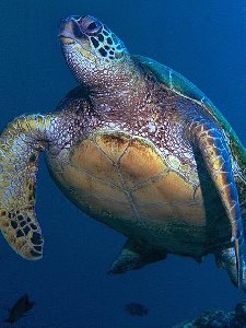 GREEN SEA TURTLES